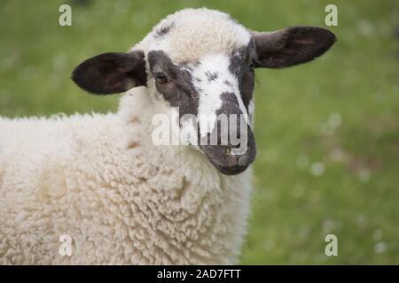 Mouton, agneau, agneau, ovis Banque D'Images