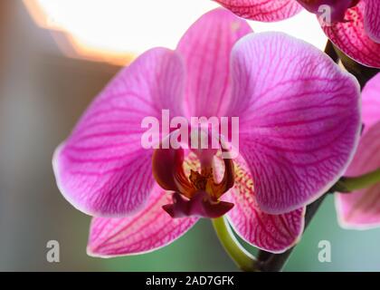 Orchid mis en évidence avec la lumière du soleil au coucher du soleil - très faible profondeur de champ - se concentrer sur un post floral Banque D'Images