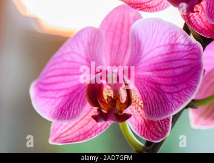 Orchid mis en évidence avec la lumière du soleil au coucher du soleil - très faible profondeur de champ - se concentrer sur un post floral Banque D'Images
