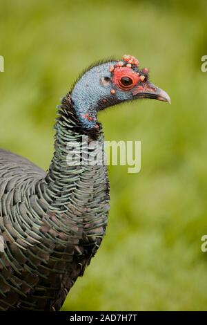 OCELLATED TURQUIE Meleagris ocellata Portrait. Vue latérale montrant la peau bleue de la tête, le contour rouge de l'œil, les plumes irisées et le plumage. Banque D'Images