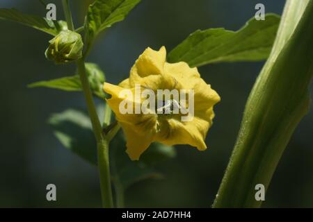 Physalis peruviana, Physalis, blossom Banque D'Images