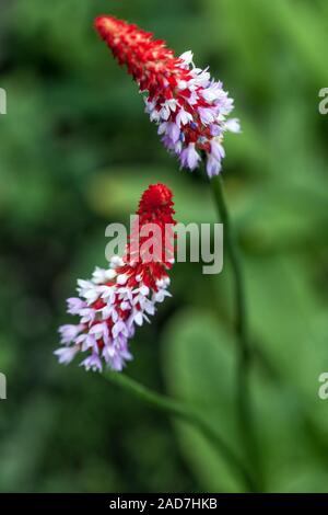 Orchid Primrose Primula vialii deux fleurs sur tiges Banque D'Images