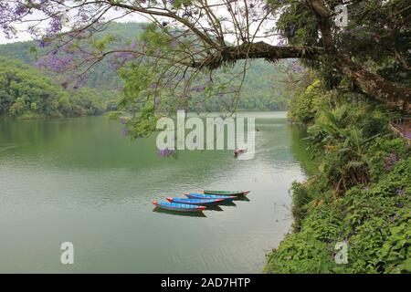 Barques sur le bleu du Lac Fewa, Pokhara. Arbre à fleurs violettes. Scène de printemps au Népal. Banque D'Images