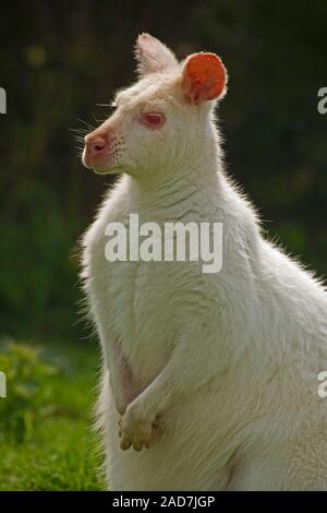 WALLABY À COL ROUGE Macropus rufogriseus Albino dépourvu de pigmentation mélanine, révélant les vaisseaux sanguins montrés comme peau rose. Maintenu en captivité. Banque D'Images