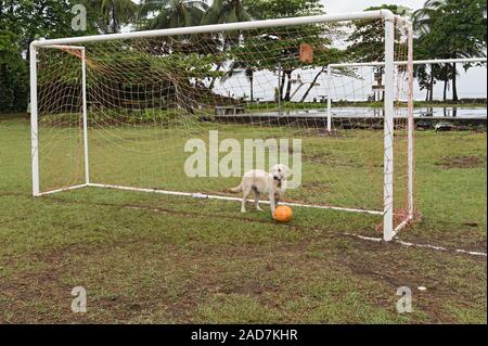 Chien avec ballon de football en objectif, Costa Rica Banque D'Images