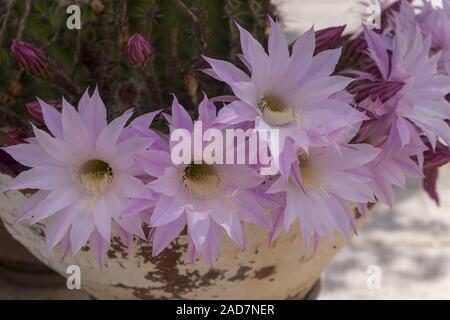 Cactus reine de la nuit (Selenicereus Grandiflorus) Banque D'Images