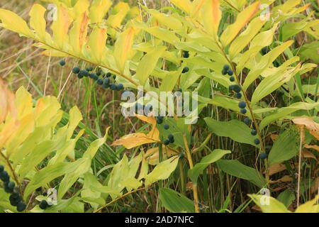 Racine blanche, parfumée, Polygonatum odoratum sceau de Salomon Banque D'Images