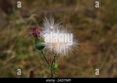 Chardon commun, Cirsium vulgare, chardon, commune de prédémarrage chardon commun Banque D'Images