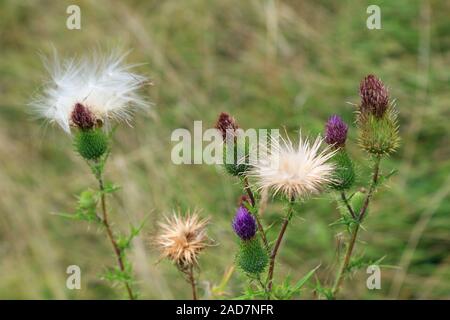 Des bourgeons, des fleurs et de spermatozoïdes de chardon commun, Cirsium vulgare Banque D'Images