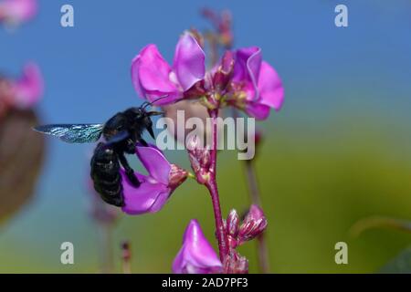 Grande abeille sur le bean casque Banque D'Images