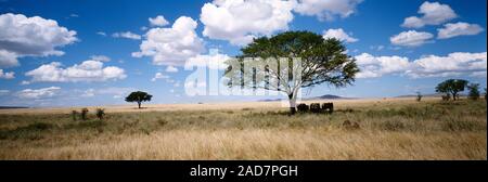 Paysage avec les éléphants dans la savane, Kenya Banque D'Images