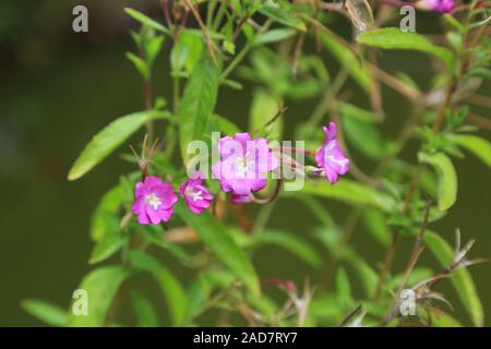 Fleurs d'épilobe hirsute, Grand willowherb, Epilobium hirsutum Banque D'Images