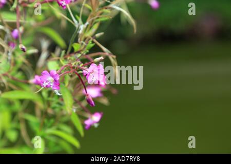 Shaggy willowherb, Grand willowherb, Epilobium hirsutum Banque D'Images