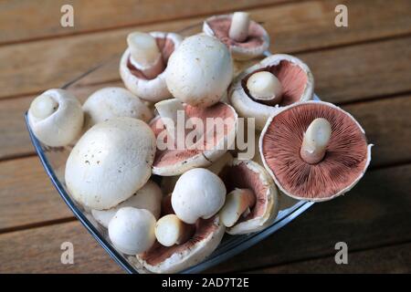 Plat de Champignons Champignons de prairie, champ, champignons Agaricus campestris, champignons de l'année 2018 Banque D'Images