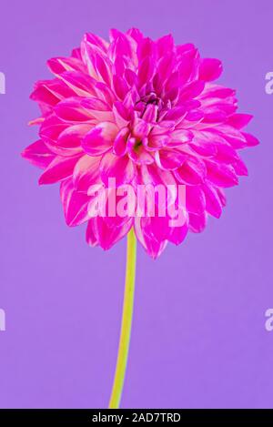 Image de la fleur dahlia sur fond violet Banque D'Images