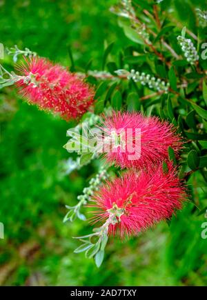 Plante de Callistemon bottlebrush fleurs rouges Banque D'Images