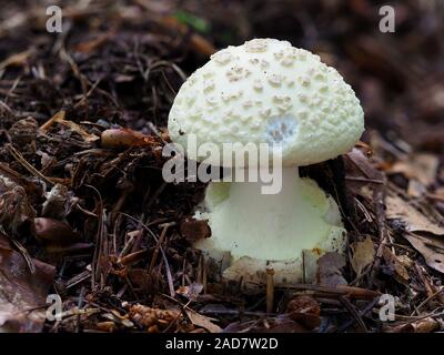 Faux deathcap mushroom, Amanita citrina Banque D'Images