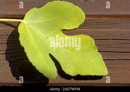 feuille de vigne Banque D'Images