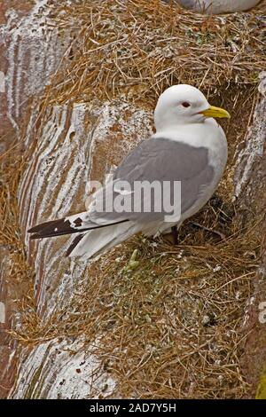 KITTIWAKE ( Rissa tridactyla). Se tenir le long de la dépression du nid sur une falaise. Îles Farne, Northumberland. Juin. Survie future une préoccupation. Banque D'Images