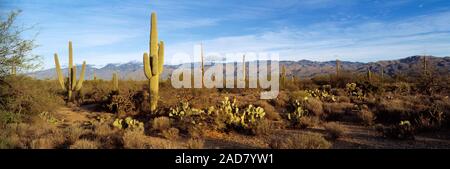 Saguaro cactus plantes sur un paysage, Saguaro National Monument, Arizona, USA Banque D'Images