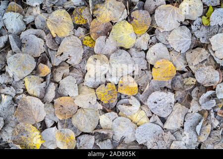 Les feuilles de peuplier faux-tremble sur sol forestier (Populus tremuloides), Automne, Minnesota, USA, par Dominique Braud/Dembinsky Assoc Photo Banque D'Images