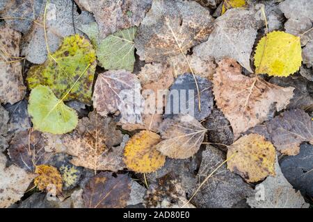 Les feuilles des arbres du peuplier deltoïde (Populus deltoides) sur le sol de la forêt, l'automne, Minnesota, USA, par Dominique Braud/Dembinsky Assoc Photo Banque D'Images