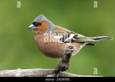 Common chaffinch Banque D'Images