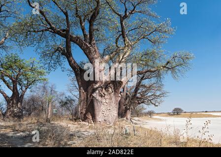 Baines baobab de Nxai Pan National Park, Botswana Banque D'Images