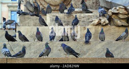 Les pigeons dans la ville Banque D'Images