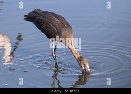 African openbill Anastomus lamelligerus, Stork, manger dans la rivière Chobe, au Botswana Banque D'Images