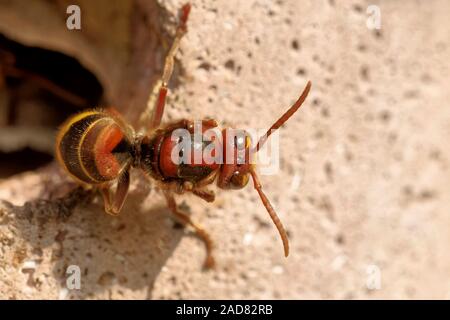 Hornet dans un nichoir Banque D'Images