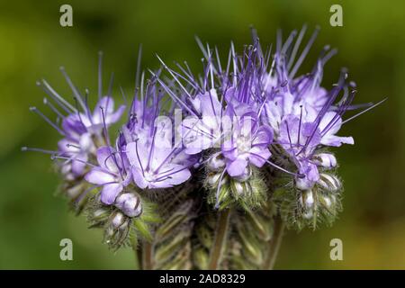 Phacelia tanacetifolia Banque D'Images