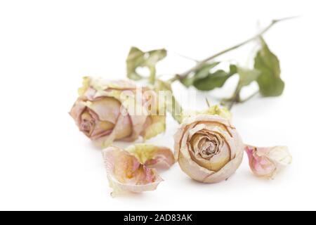 Deux séchés roses sur fond blanc Banque D'Images