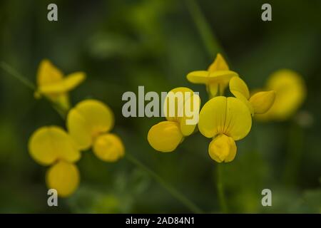 Le lotier corniculé Lotus corniculatus '' Banque D'Images