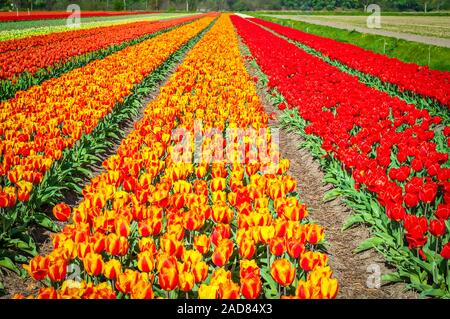 Un champ de tulipes à rayures rouge et en Hollande Banque D'Images