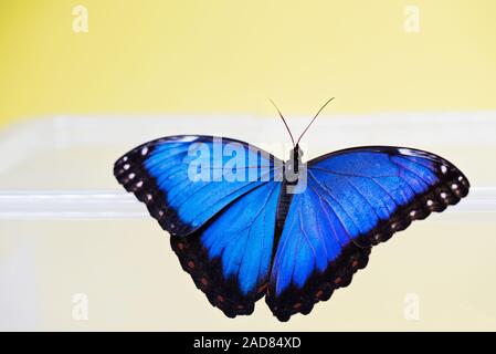 Papillon Bleu morpho assis sur le doigt jver fond jaune Banque D'Images