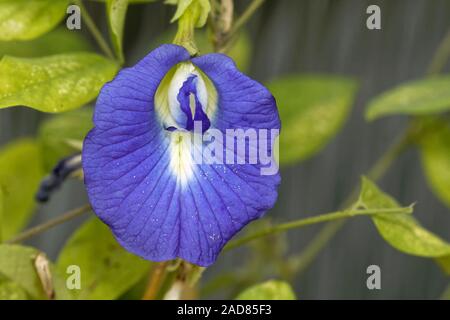 Pigeonwings asiatique Banque D'Images