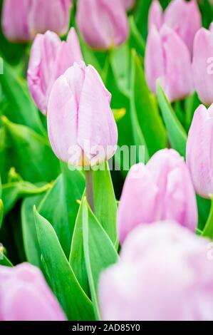 Tulipes roses poussant dans le jardin sur le parterre. Profondeur de champ. L'accent sur la gauche tulip. Banque D'Images