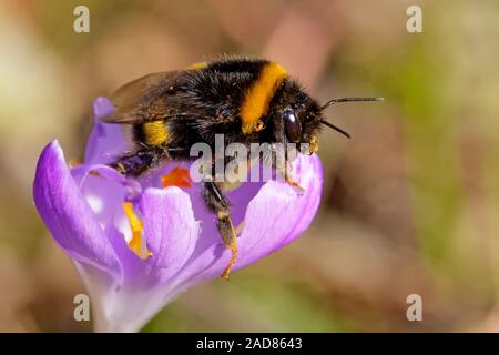 Buff-tailed bumblebee sur un crocus au printemps Banque D'Images