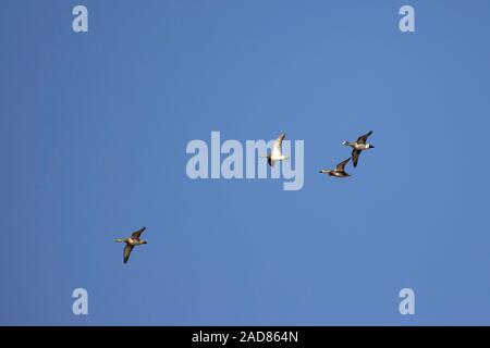 Groupe d'American widgeons migrer vers le sud pour l'hiver - Mareca americana Banque D'Images