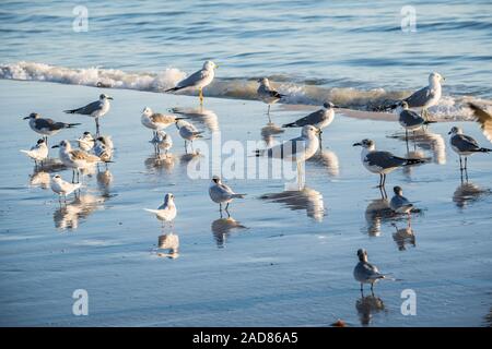 Nuée d'oiseaux un soaring au dessus de la le ciel en Anna Maria Island, Floride Banque D'Images