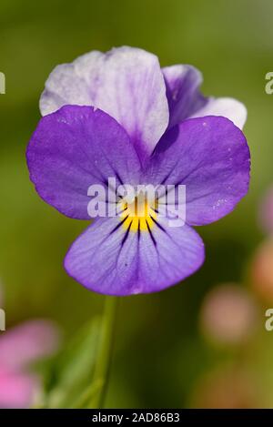 Horned pansy Banque D'Images