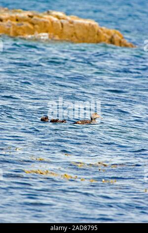 CANARD EIDER EUROPÉEN (Somateria mollissima). Canard féminin et quatre jeunes canettes survivantes qui survivent aux vagues. Îles Farne. Northumberland. ROYAUME-UNI. Banque D'Images