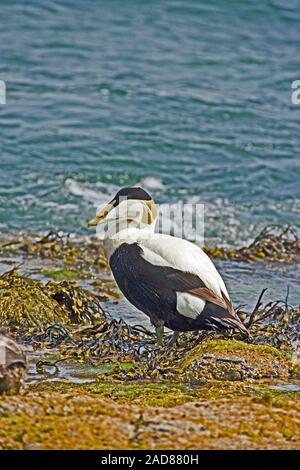 EIDER EUROPÉENNE (Somateria mollissima). Drake, ou des hommes. Rivage, Iles Farne, Northumberland Banque D'Images