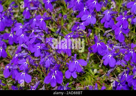 Lobelia chant Banque D'Images