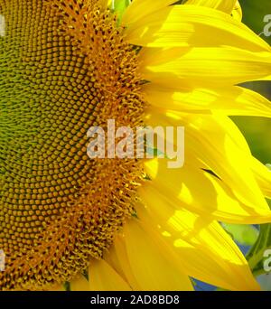 Close Up d'un tournesol avec le soleil qui brillait à travers les pétales Banque D'Images