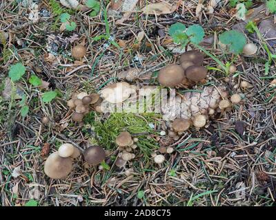 Strobilurus esculentus Banque D'Images