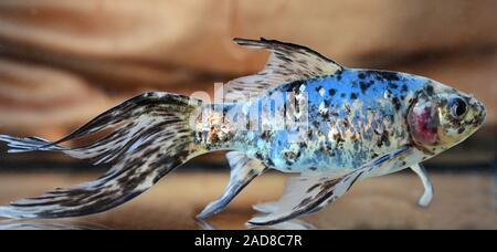 Blauer Shubunkin Goldfisch, cyprin doré, Carassius auratus Banque D'Images