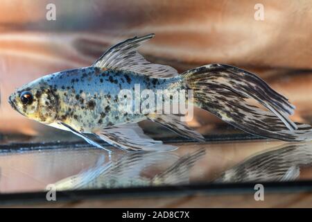 Blauer Shubunkin Goldfisch, cyprin doré, Carassius auratus Banque D'Images