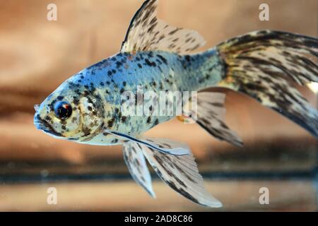 Blauer Shubunkin Goldfisch, cyprin doré, Carassius auratus Banque D'Images